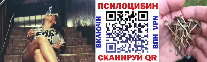 купить   Рошаль  Псилоцибиновые грибы GOLDEN TEACHER 